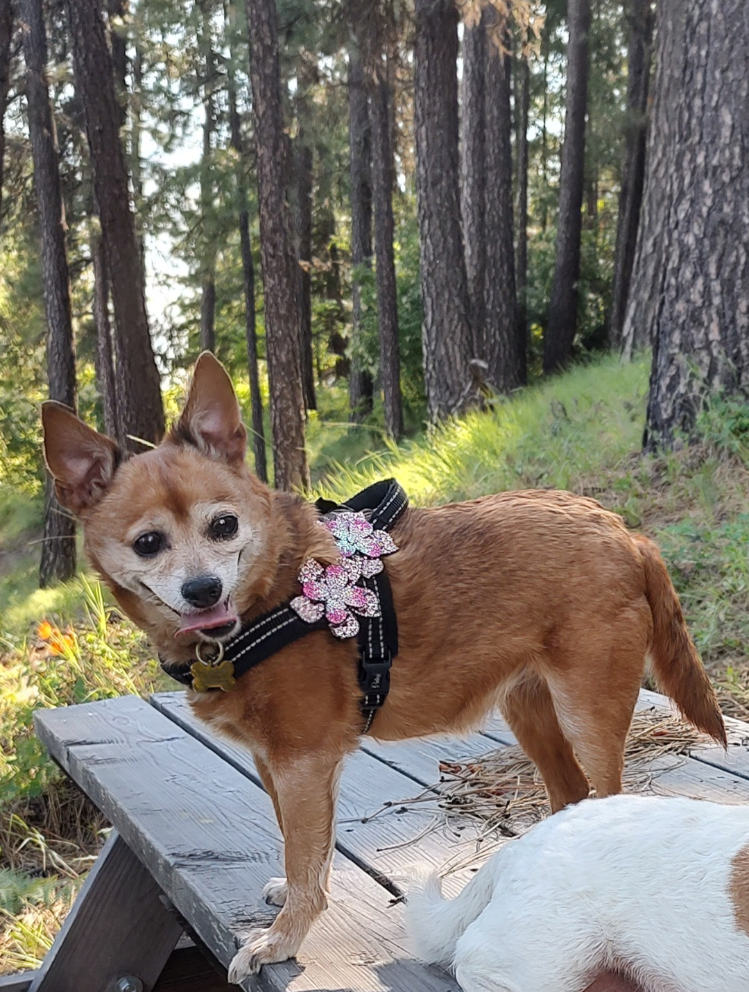 Luxury Two Flower Rhinestone Pet Harness-Pink