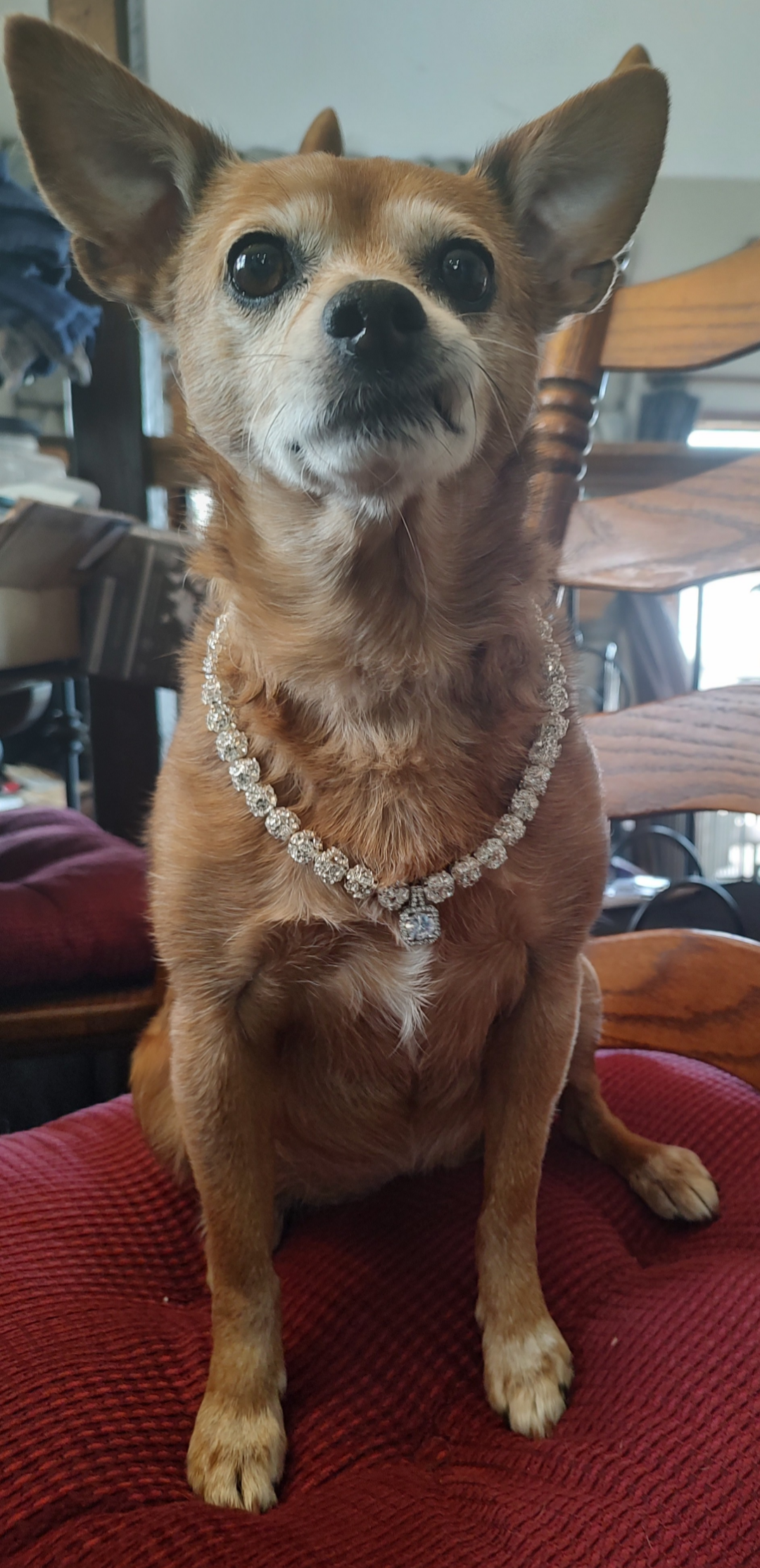 Rhinestone Pet Necklace